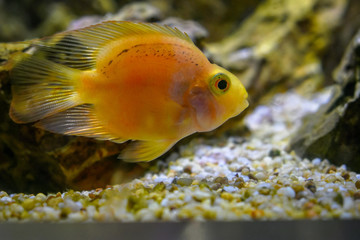A golden fish in an aquarium. Have space for text. 