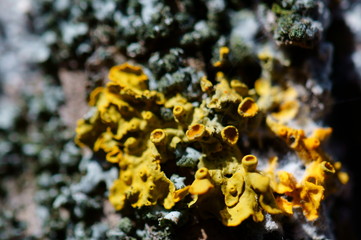 lichen on a tree trunk