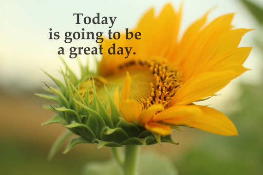 Inspirational quote - Today is going to be a great day. With young sunflower in bloom in the garden closeup. Self affirmation words concept with nature yellow flower blossom background.