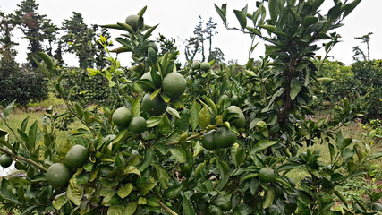 청귤 가득한 귤밭