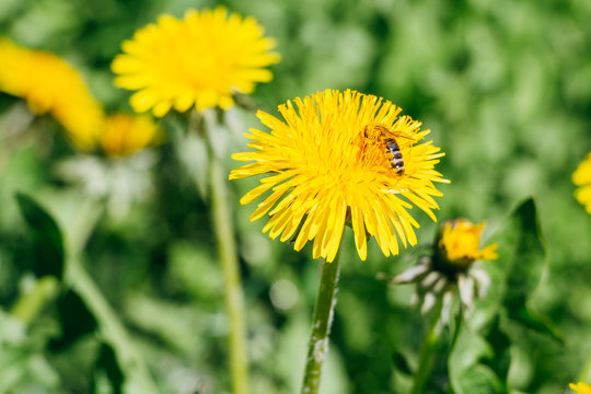 Fototapeta A bee is collecting nectar on yellow Dandelion flower (Taraxacum officinale) close up on green grass background.