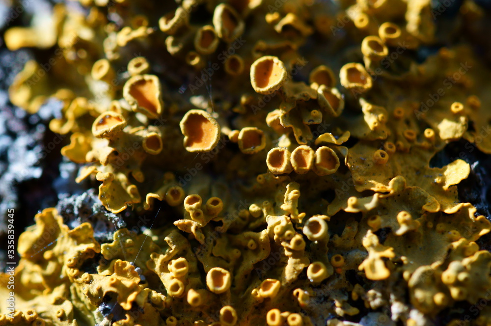 Poster lichen on a tree