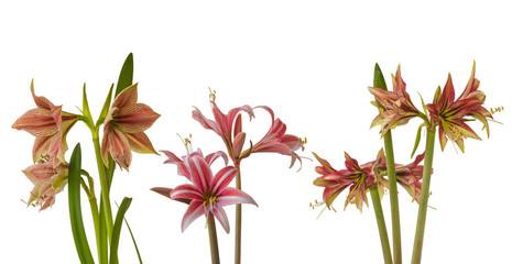 Flower Hippeastrum (amaryllis) Butterfly Group "Exotic Star" on a white background isolated.