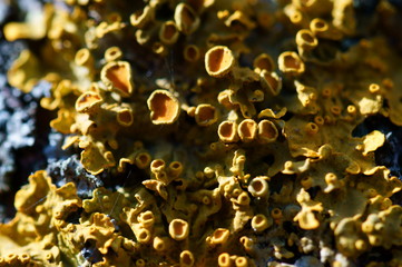 lichen on a tree