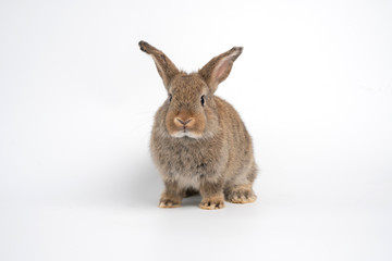Furry and fluffy cute red brown rabbit erect ears are sitting look in the camera, isolated on white background. Concept of rodent pet and easter.