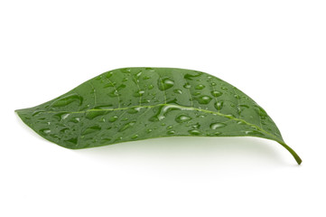 Fototapeta na wymiar Closeup of isolated of fresh green leaf with water droplets on white background. Clipping path.