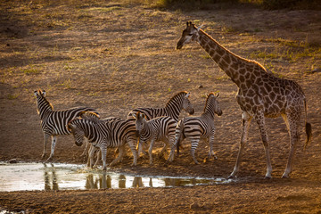 Plains zebra and giraffe in Kruger National park, South Africa © PACO COMO