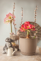 Blooming hippeastrum (amaryllis) and a figurine of a rabbit with a watering can (mass production)