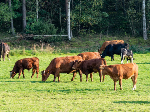 Ferma Bilder Durchsuchen 1,806 Archivfotos, und Videos