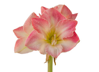  Hippeastrum (amaryllis) Galaxy Group "Caprice" on a white background isolated