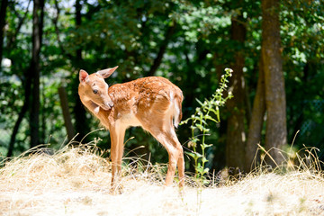 Portrait de petits chevreuils au milieu d'une foret en Europe durant l'été.