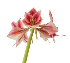Amaryllis (Hippeastrum)   Galaxy Group 