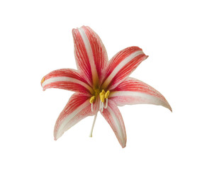 Hippeastrum (Amaryllis ) Butterfly Group " Sweet Lilian"  on  white background
