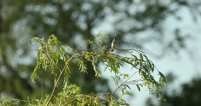 Common Linnet (Linaria cannabina) flying and perching on willow in breeze in sunshine