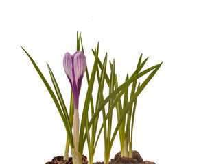 White-purple crocus flower on a white background. Isolated