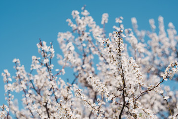 a beautiful white tree bloomed in spring