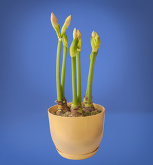 Hippeastrum (amaryllis) Large-flowering "Exposure"   in yellow plastic flower pot on blue background