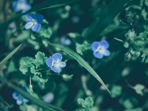 春の野原　Processed with VSCO with e8 preset