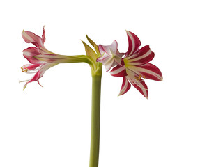 Hippeastrum (amarillis) white and red-violet  Trumpet  group 