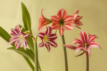 Hippeastrums (Amaryllis ) Diamond Group "Fairytale" , Butterfly Group  "Sweet Lilian" and  Trumpet Group "Santiago"