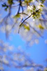 桜と青空