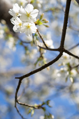桜と青空