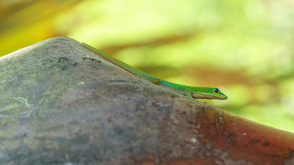 gecko vert sur branche