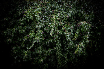 Fototapeta premium Cold scary tones over bush in dark green tones