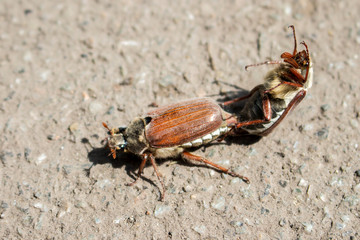 A pair of beetles in the spring