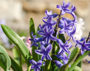 hyacinth flovers in garden