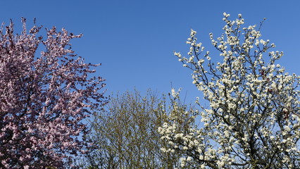 Blossoming almond trees against blue sky
