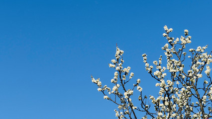 tree, spring, sky, blossom, flower, nature, branch, cherry, blue, white, flowers, blooming, pink, bloom, beauty, season, plant, blossoms, petal, leaf, beautiful, garden, flora, apple, green, almond