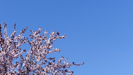tree, spring, sky, blossom, flower, nature, branch, cherry, blue, white, flowers, blooming, pink, bloom, beauty, season, plant, blossoms, petal, leaf, beautiful, garden, flora, apple, green, almond