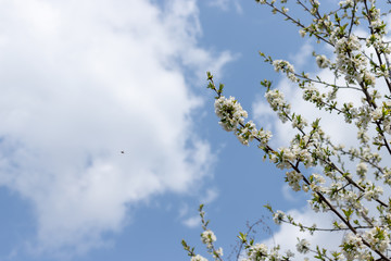 cherry flowers on a branch over a blue sky with a white cloud and a flying bee. Natural spring background. selective focus