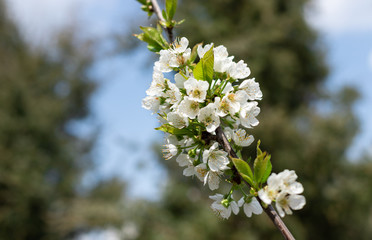 branch with blooming cherry flowers on a background of green garden. close-up. delicate spring background. selective focus