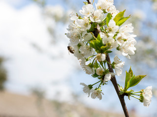 flowering cherry branch with a bee. spring time nature. close-up. selective focus