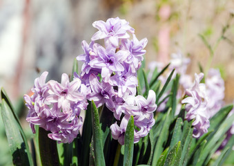 Obraz premium hyacinth flovers in garden