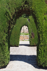 Fototapeta na wymiar The passage of the artificial plant green cedar arches in the old park on the sunny summer day