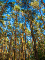 drzewa na tle nieba © Sylwester