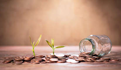 Thai currency coins and young shoots of plants on trees and put on the table are not old.