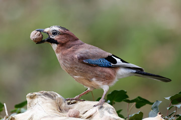 le geai des chênes