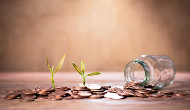 Thai currency coins and young shoots of plants on trees and put on the table are not old.