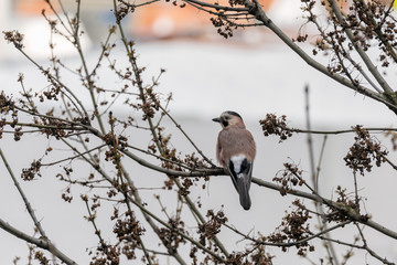 Common jay on tree branch close up.