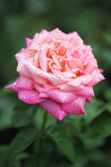 水滴がついたピンク色のバラ