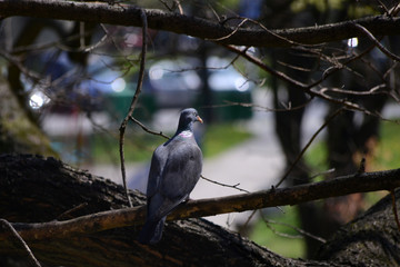 Nice young wild pigeon catching sun in early spring