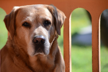 Portrait of beautiful golden labrador retriever dog, front view