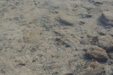 See