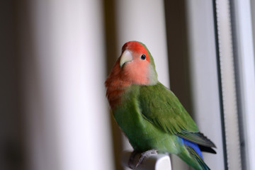 a beautiful lovebird parrot stares curiously at the camera