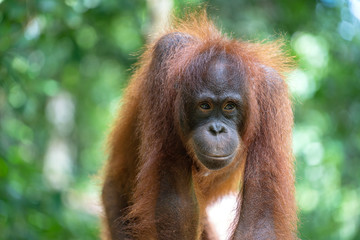 Wild orangutan in rainforest of Borneo, Malaysia. Orangutan mounkey in nature © OlegD