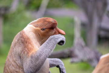 Naklejka premium Wild Proboscis monkey or Nasalis larvatus, in rainforest of Borneo, Malaysia